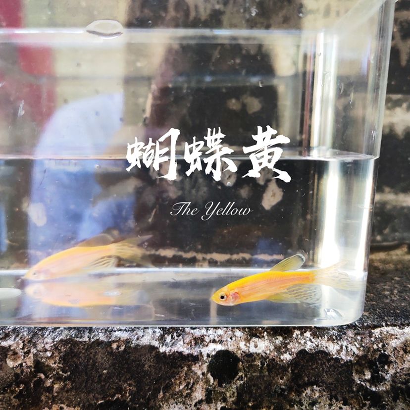 蝴蝶斑馬魚 蝴蝶鯉 第8張