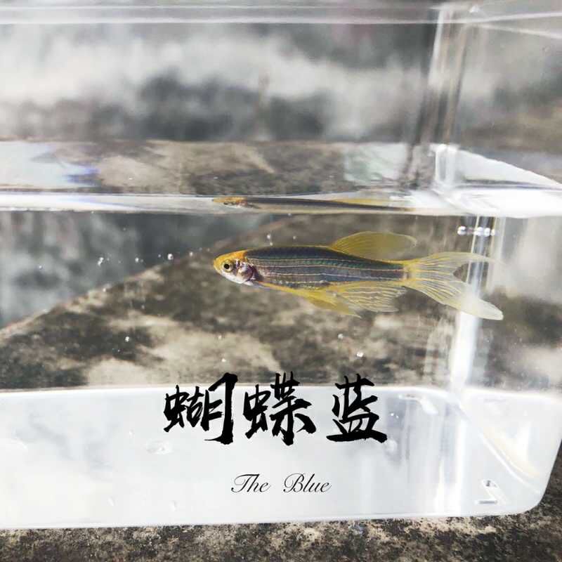 蝴蝶斑馬魚 蝴蝶鯉 第6張