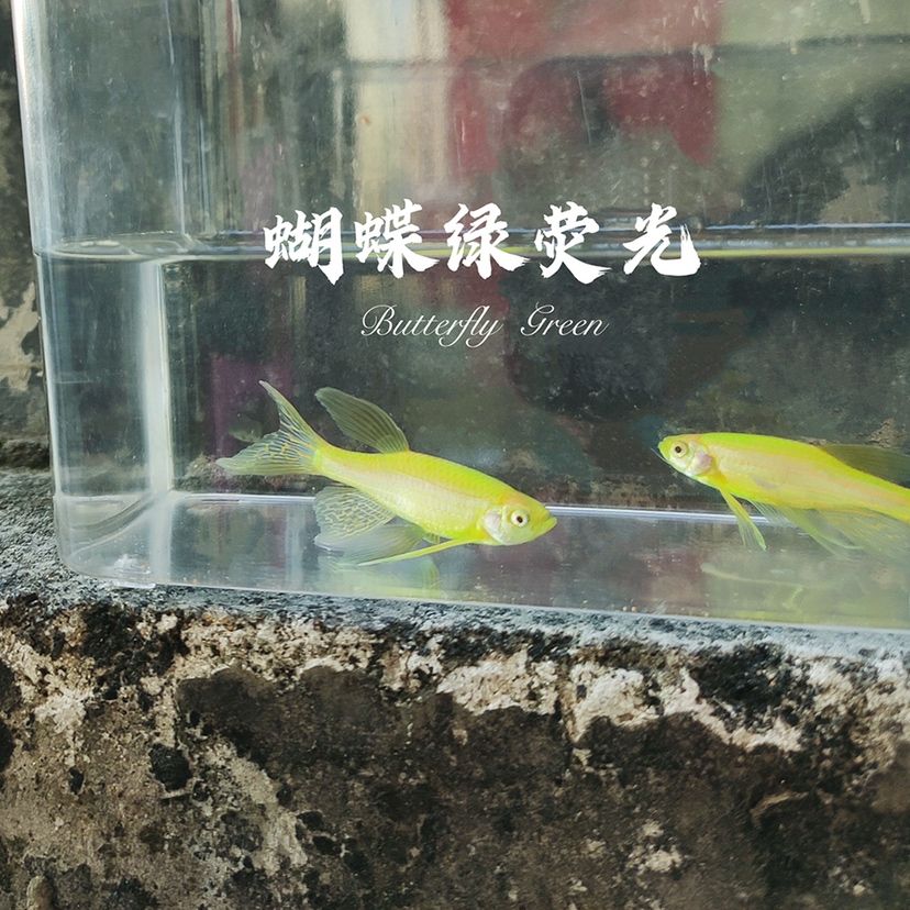 蝴蝶斑馬魚 蝴蝶鯉 第9張