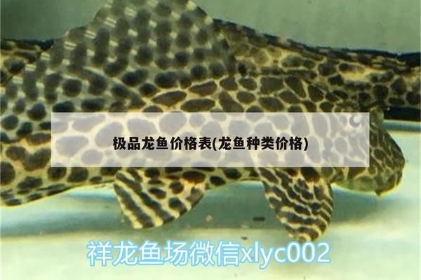 極品龍魚價格表大全最新（極品龍魚價格） 龍魚百科 第4張