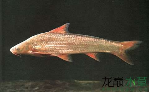 中韓特產(chǎn)銅魚