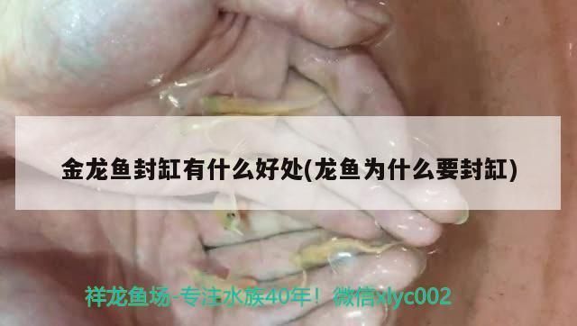 金龍魚封缸有什么好處（如何正確封缸養(yǎng)金龍魚） 龍魚百科 第3張