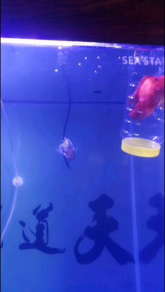 銅川水族館氣人的頭座 圖騰金龍魚