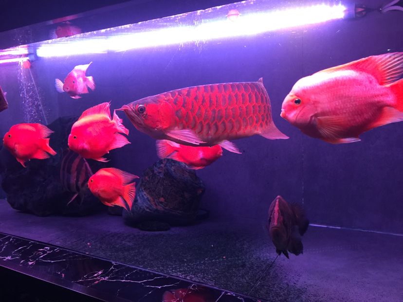 拉薩水族館抗疫情賞紅龍