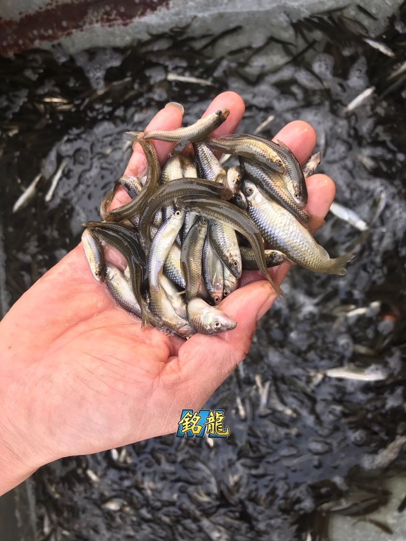 駐馬店觀賞魚(yú)市場(chǎng)發(fā)往全國(guó)各地的銘龍專用魚(yú)糧 觀賞魚(yú)市場(chǎng)（混養(yǎng)魚(yú)） 第5張