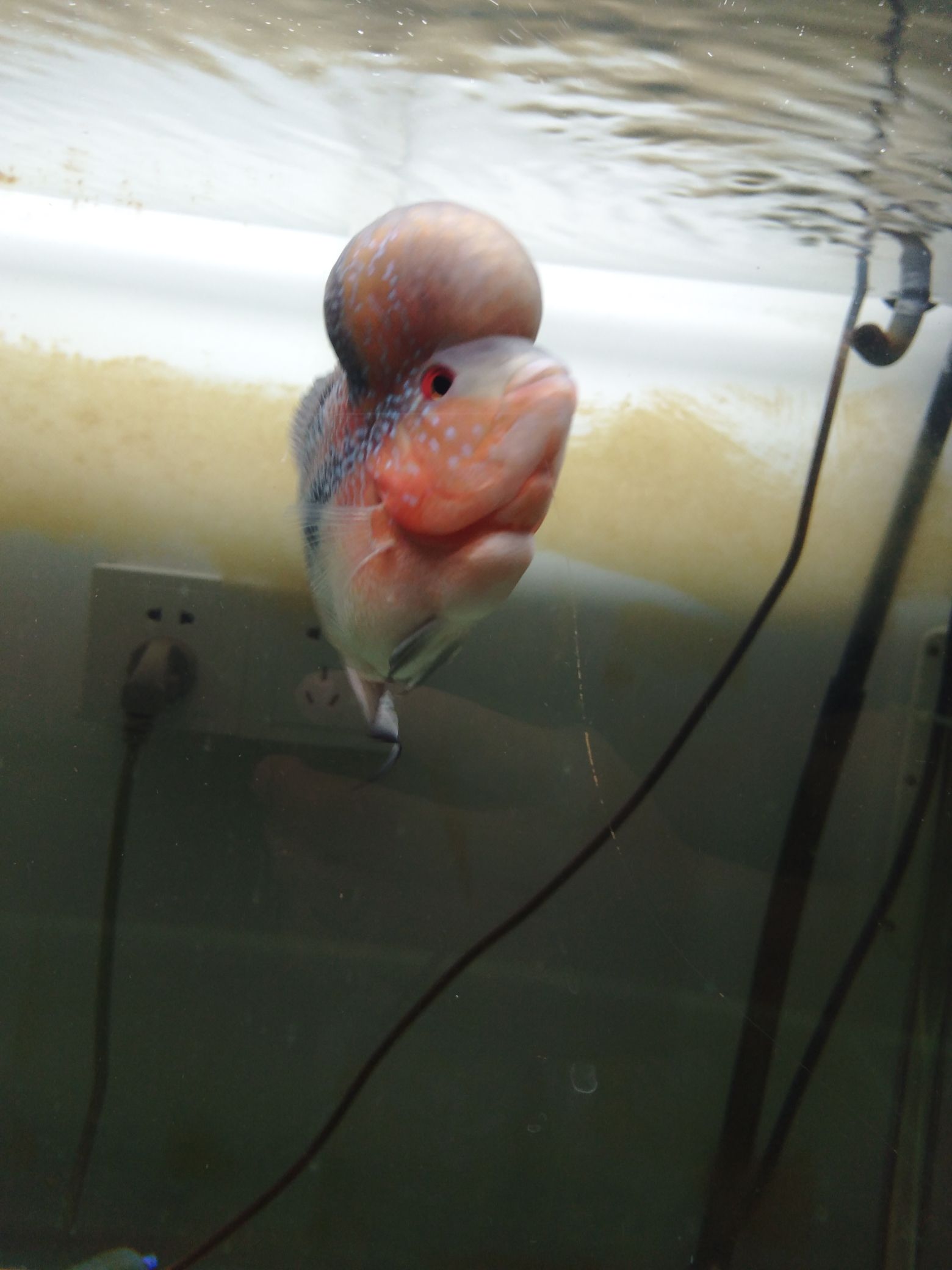 黃岡水族館這魚咋不紅？