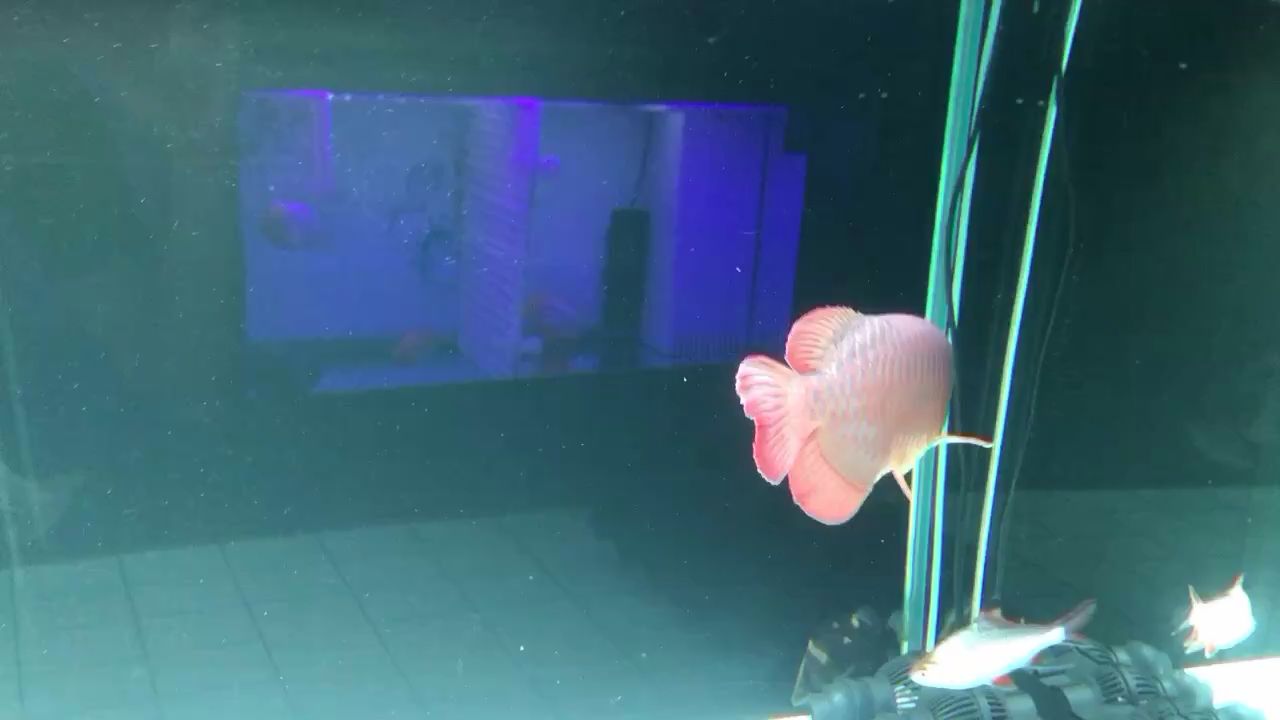 呂梁水族館紅龍魚每天顏色都在變