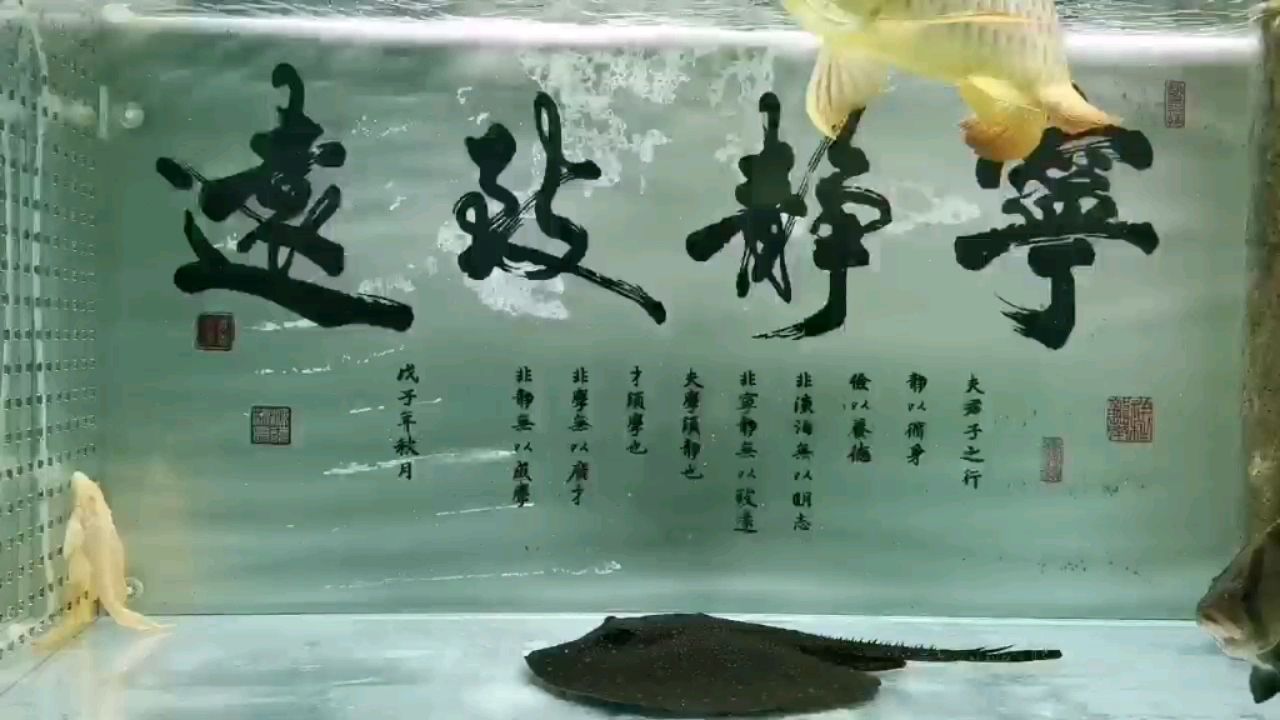 焦作水族館農(nóng)歷七月廿十 大湖紅龍魚(yú) 第1張