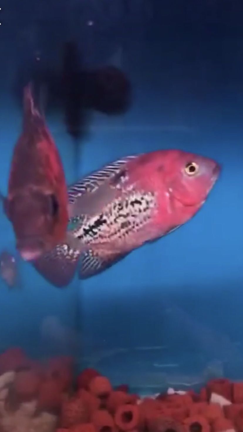 東營水族館紋路精典火焰山