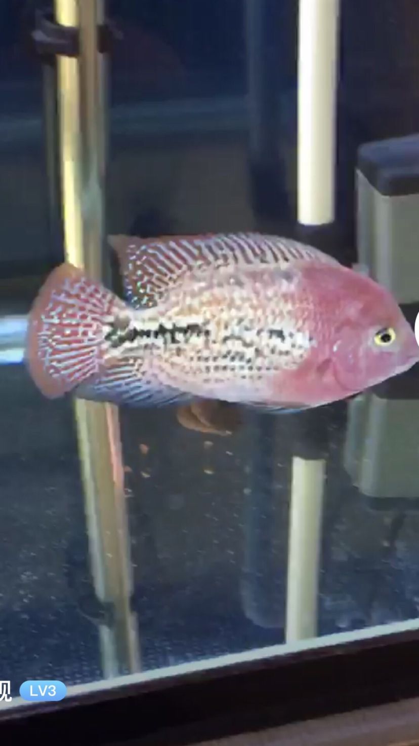 東營水族館紋路精典火焰山 鸚鵡魚 第4張