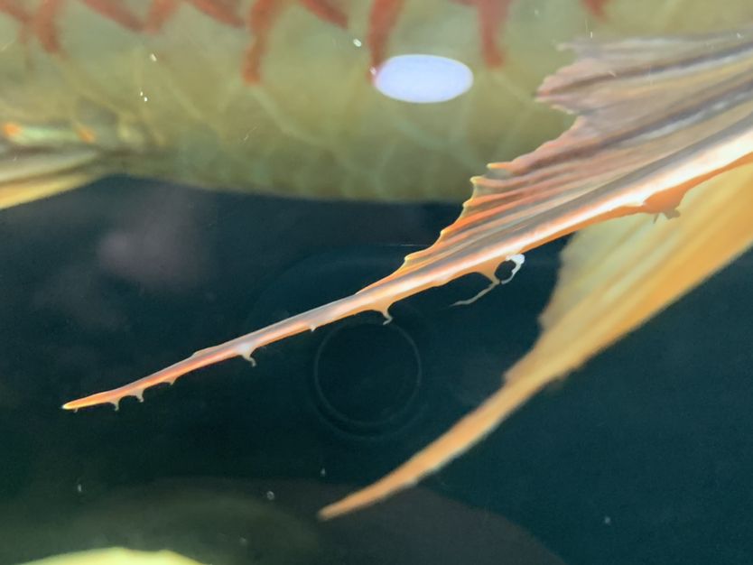 阿拉善盟水族館這是蟲(chóng)嗎？ 名貴錦鯉魚(yú) 第2張