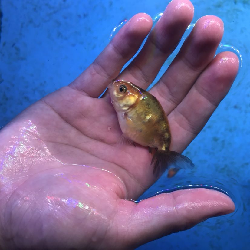 湖州水族館壽苗