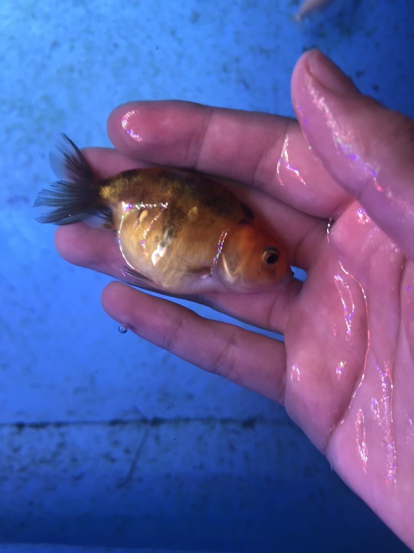 湖州水族館壽苗