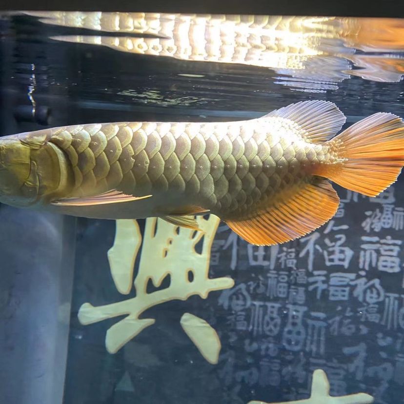 請問魚鱗是不是生蟲了需要怎么治？各位大神 圣菲埃及魚 第1張