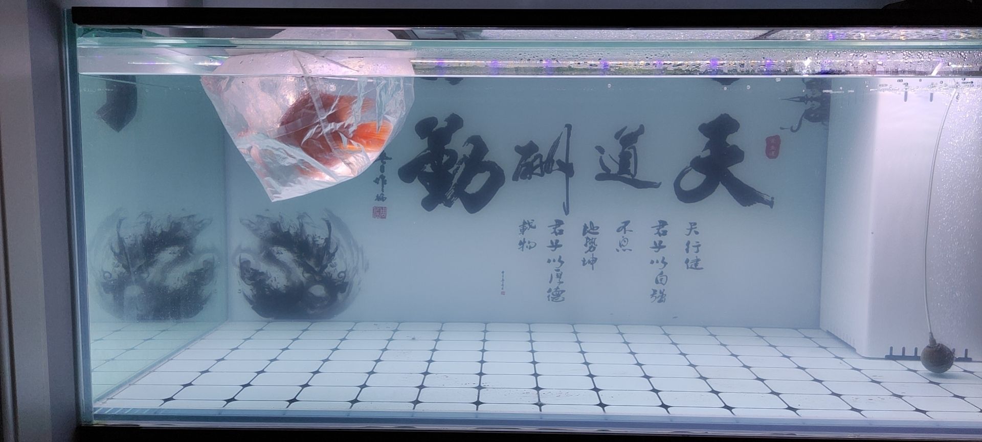 宿州水族館14070龍缸養(yǎng)水三天進(jìn)闖缸魚早么？