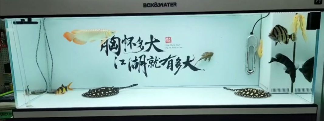 金龍魚不過背會死嗎（金龍魚不過背會導致其死亡嗎？） 龍魚百科 第1張