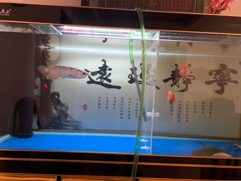 初八換水 申古三間魚 第6張