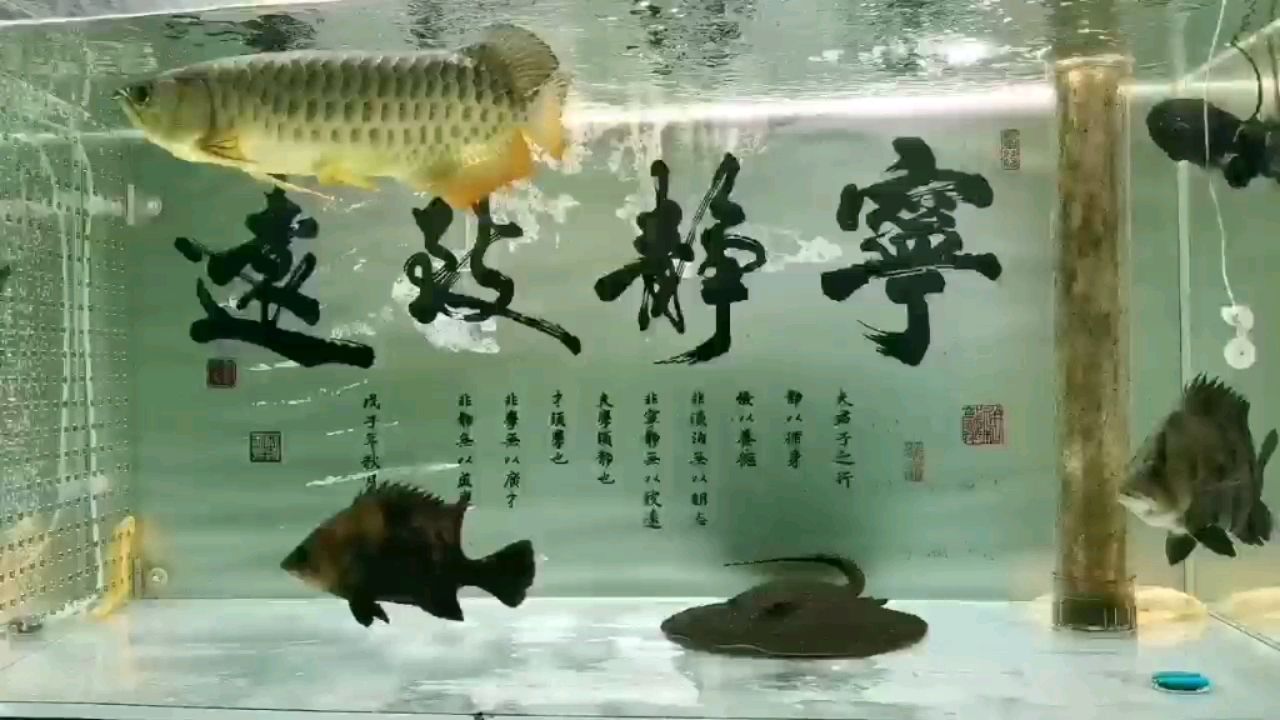 每日一餐 朱巴利魚(yú)苗 第1張