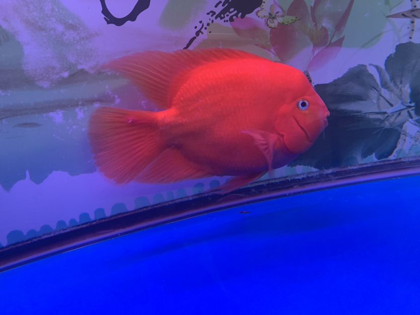 滄州水族館想問(wèn)下鸚鵡魚(yú)的尾巴怎么啦？ 鸚鵡魚(yú) 第3張