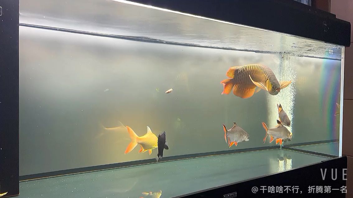 可憐的虎魚(yú) 虎魚(yú)百科