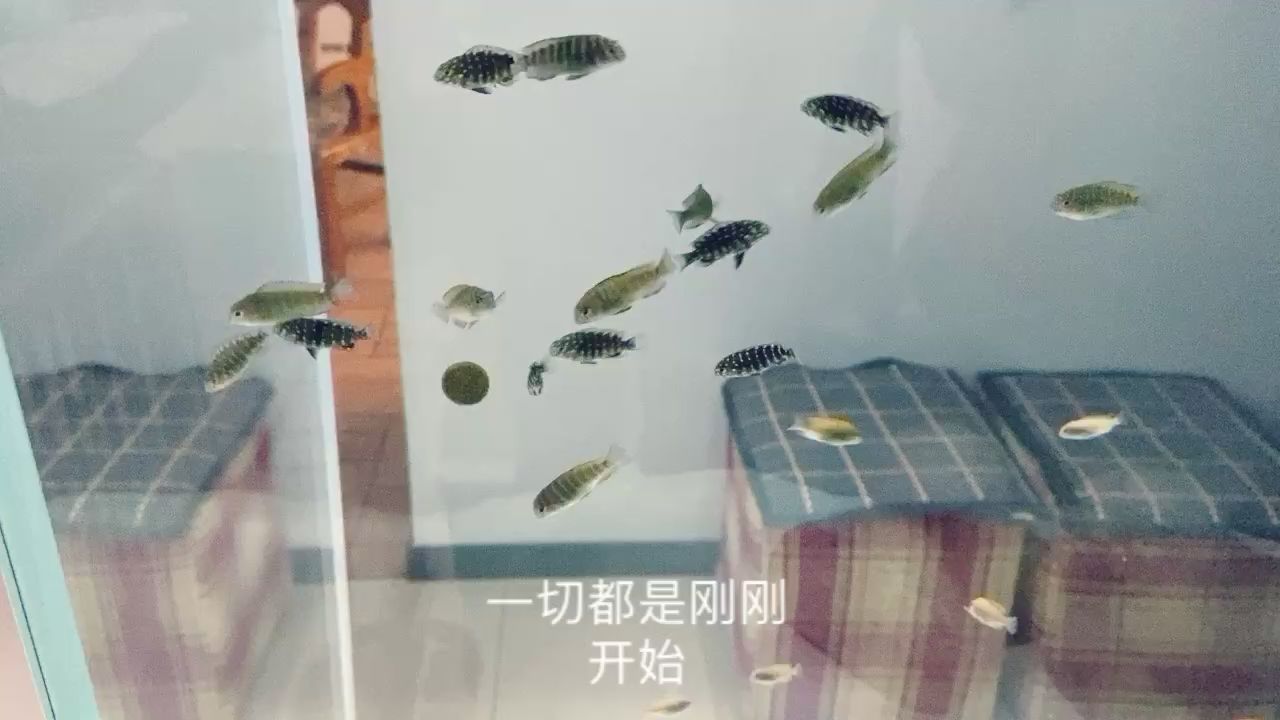 蝴蝶長(zhǎng)得還挺快