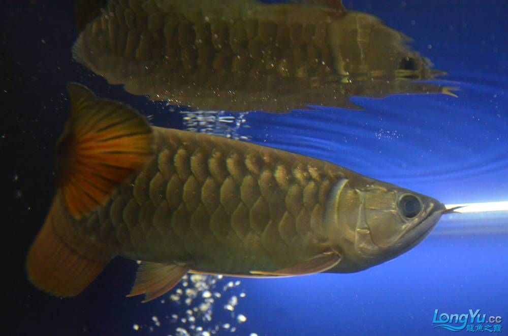 大理白族自治州觀賞魚市場小寶到家整倆月狀態(tài)非常好 觀賞魚市場（混養(yǎng)魚） 第22張