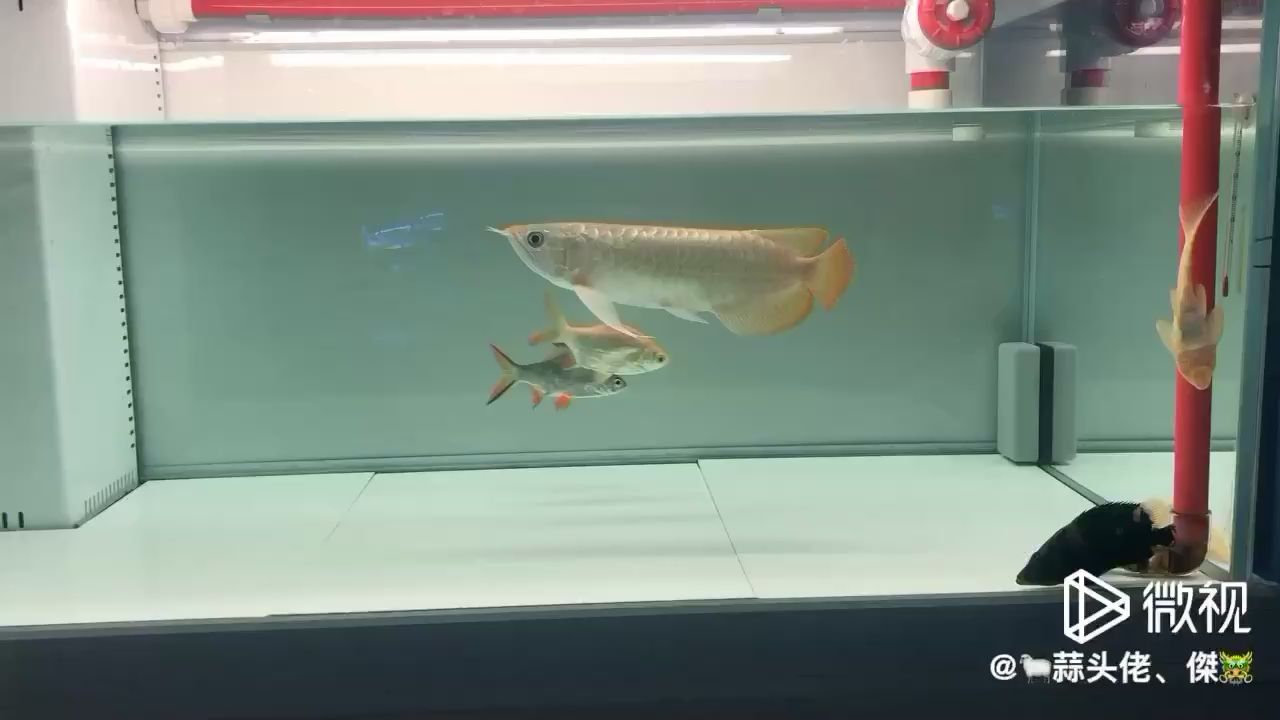 再添配魚 鴨嘴鯊魚 第1張