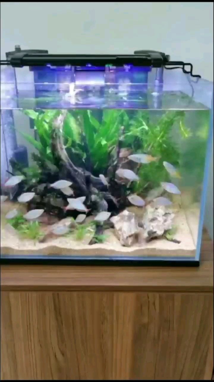 昨晚造的景 鴨嘴鯊魚 第1張