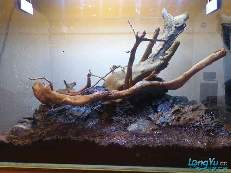 長春觀賞魚市場新手第一次開缸造景35X25小缸 觀賞魚市場（混養(yǎng)魚） 第2張