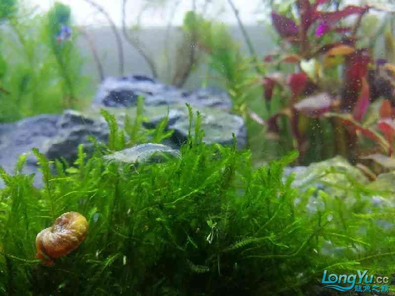 長春觀賞魚市場新手第一次開缸造景35X25小缸 觀賞魚市場（混養(yǎng)魚） 第7張