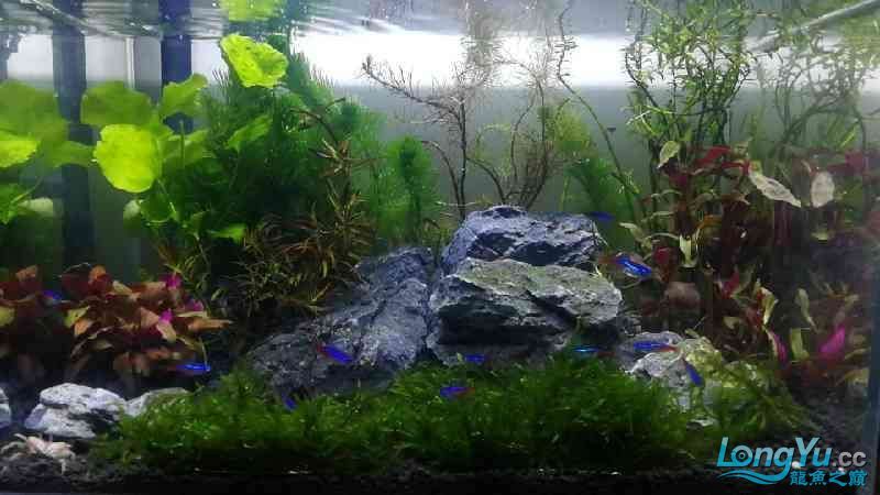 長春觀賞魚市場新手第一次開缸造景35X25小缸 觀賞魚市場（混養(yǎng)魚） 第8張