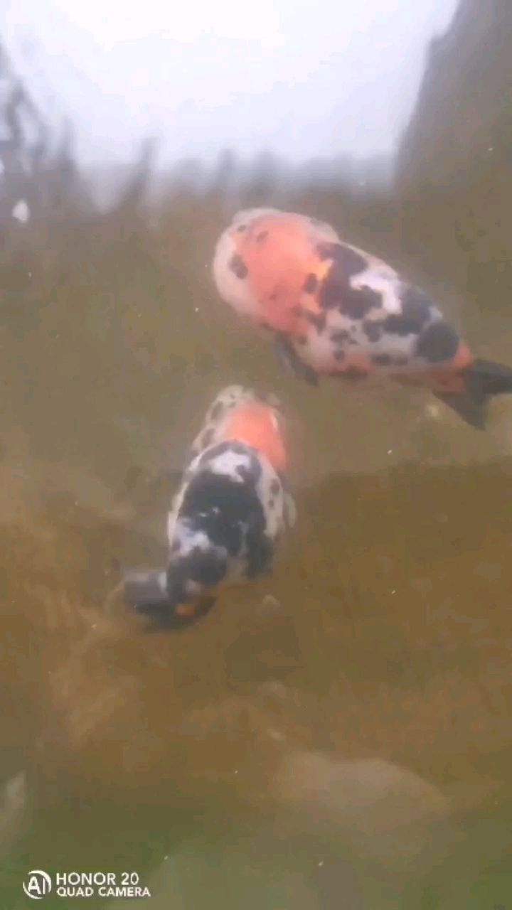 韓城水族館小破魚湊活看看 觀賞龜/鱉飼料 第1張