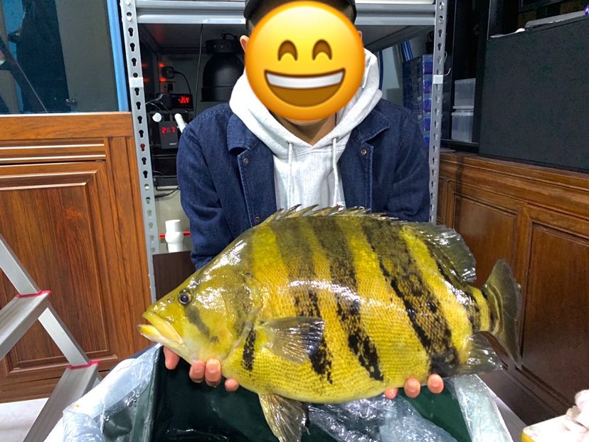 昌吉回族自治州觀賞魚市場60公分真牛真霸氣 觀賞魚市場（混養(yǎng)魚）