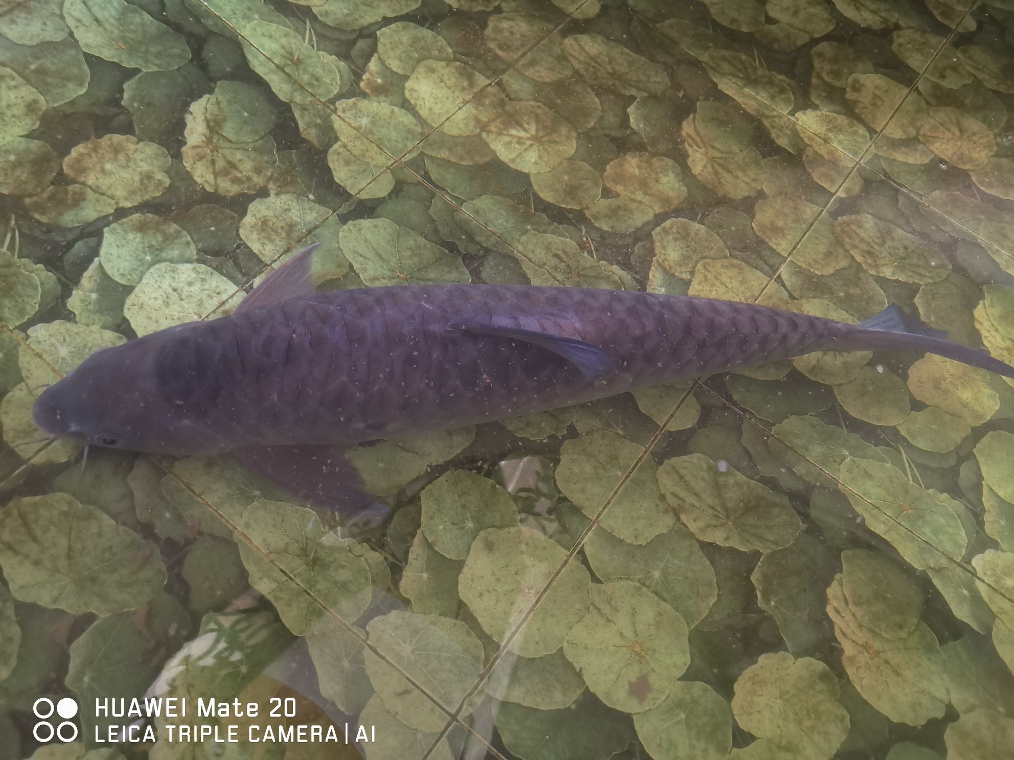 毫州水族館我想找個(gè)魚缸造景師傅