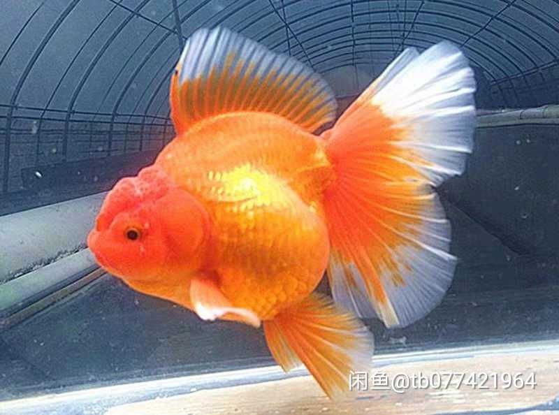 各位魚友這種金泰獅金魚需要增氧需要加熱嗎？