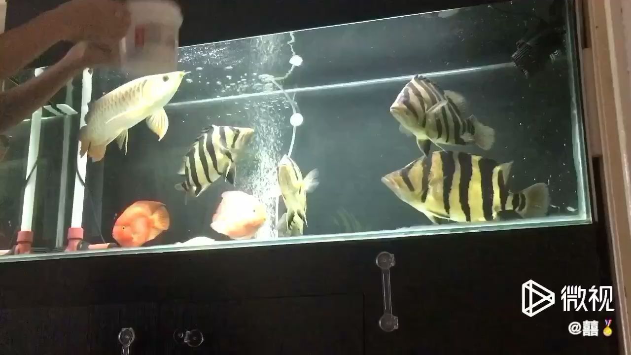 龍虎 金三間魚