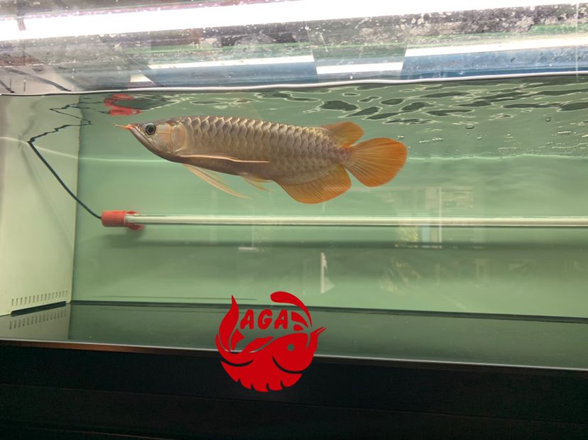 惠州水族館精神小伙是想來根華子嗎 泰國虎魚 第1張