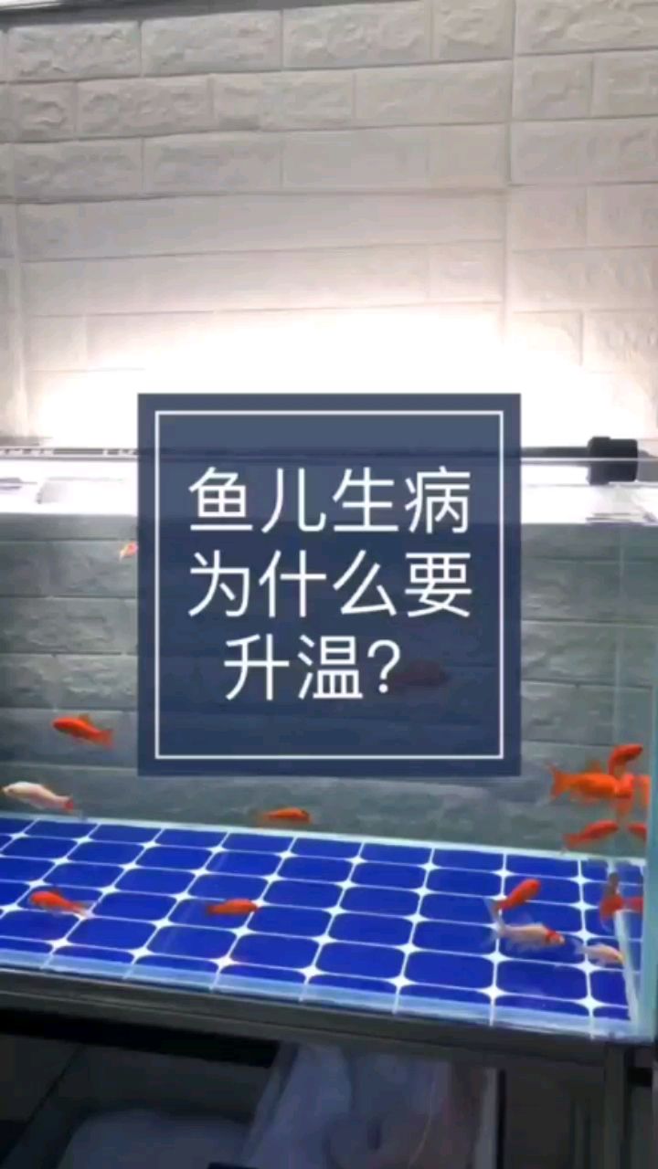 魚兒生病為什么要升溫