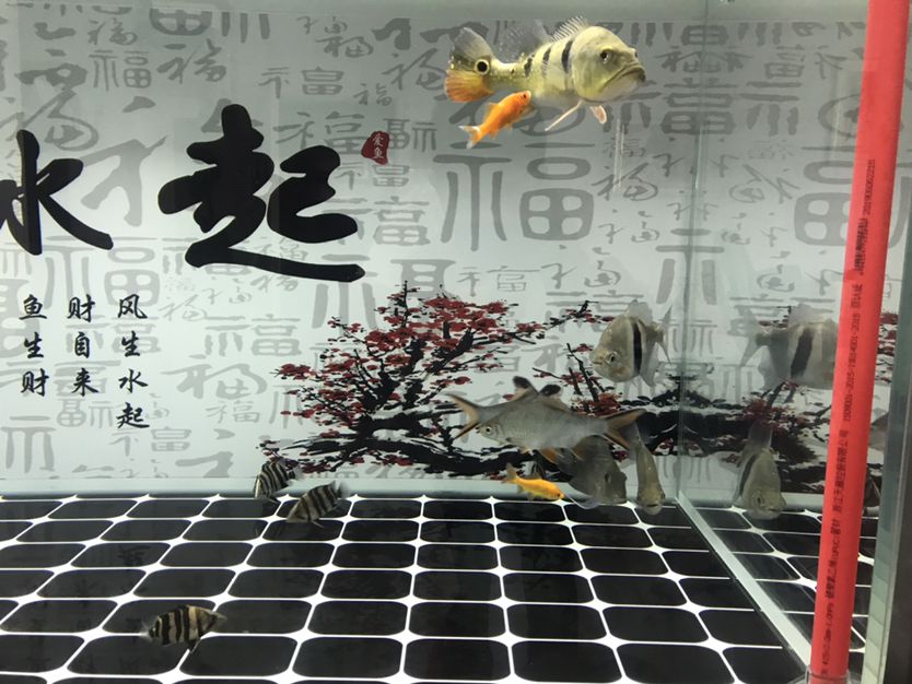 巴音郭楞蒙古自治州觀賞魚市場這個尺寸的三間和小虎混養(yǎng)