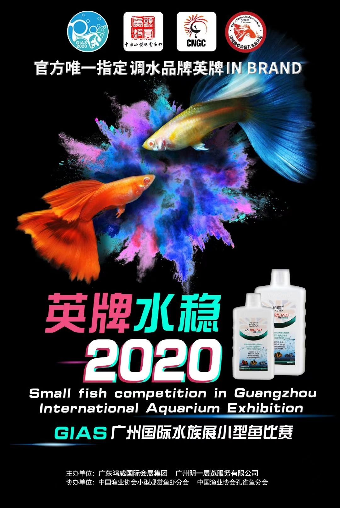 為魚而生缸好遇見你 高背金龍魚 第2張