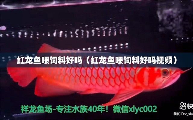 紅龍魚(yú)喂飼料好還是喂蝦好（紅龍魚(yú)喂蝦好還是喂蝦好，紅龍魚(yú)飼料與蝦的營(yíng)養(yǎng)對(duì)比） 龍魚(yú)百科 第5張