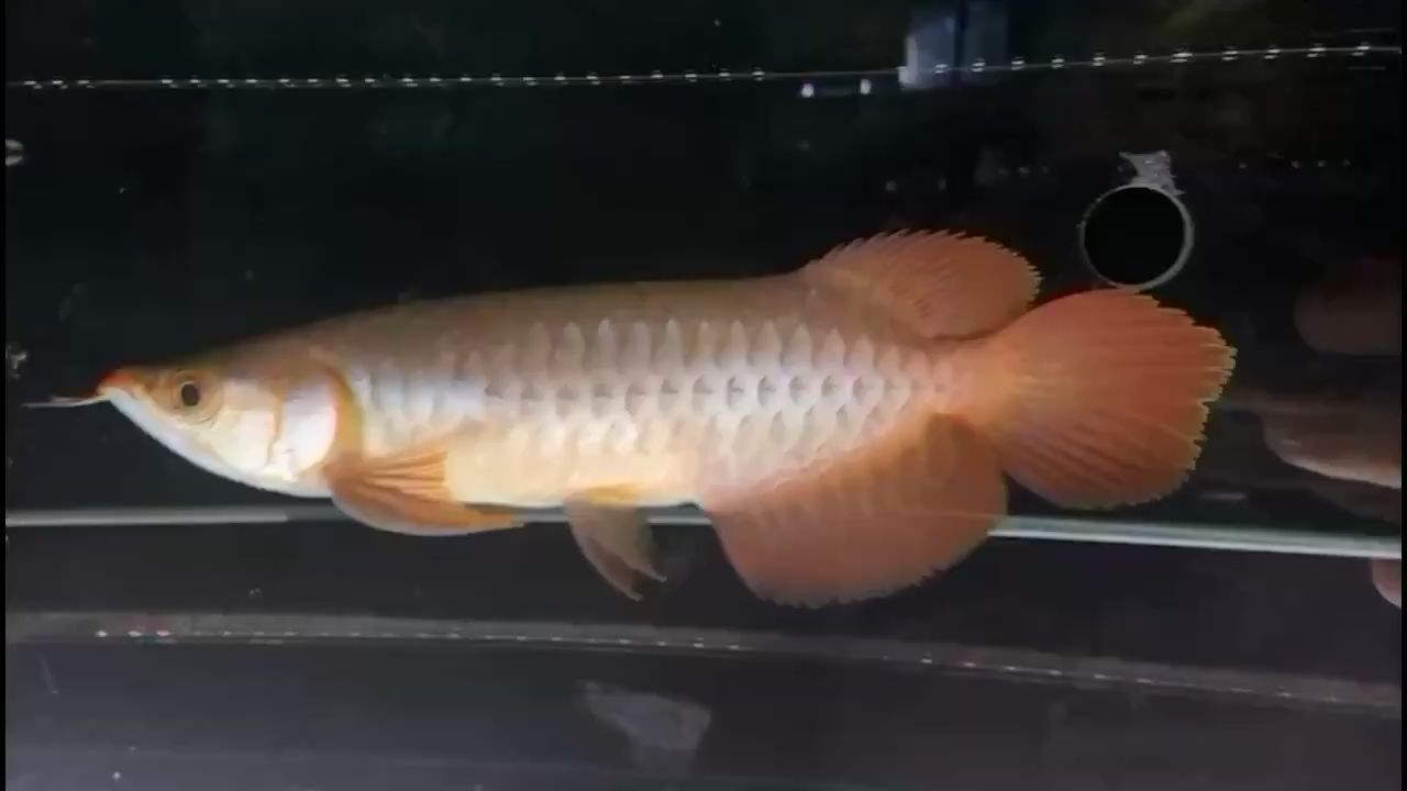 大湖魚大卡