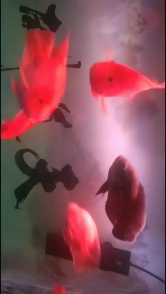 河池水族館狠人