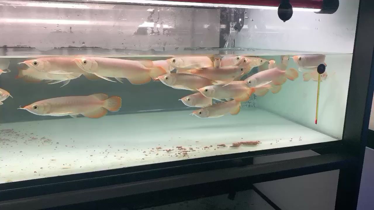 紅細胞小魚