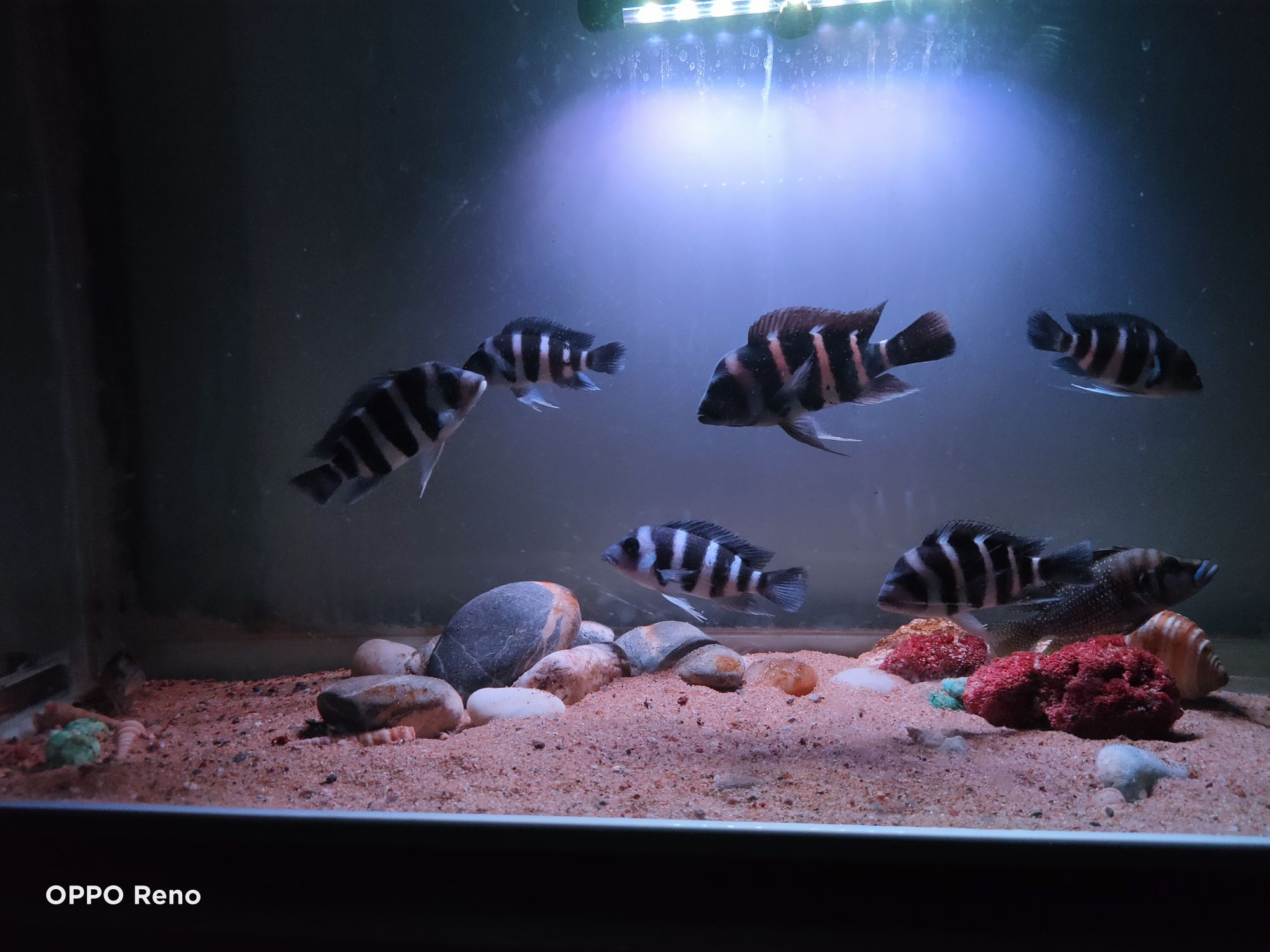 廣元水族館小薩伊