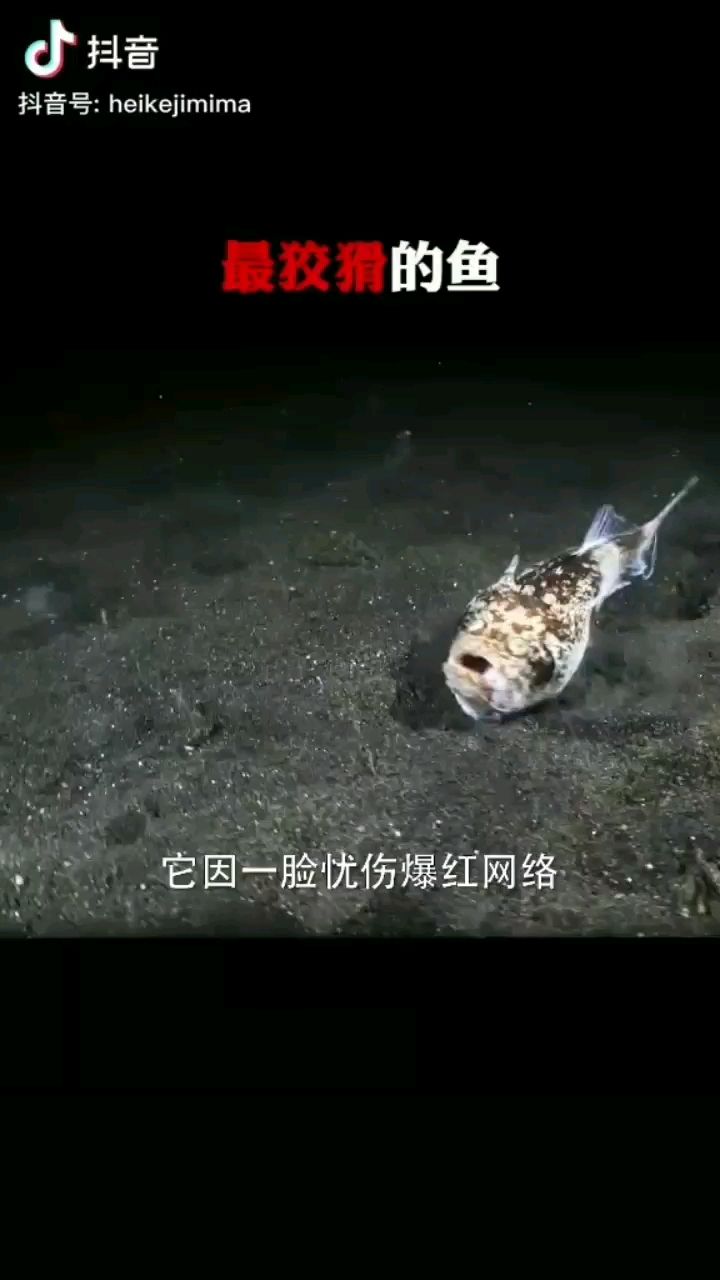 文山壯族苗族自治州觀賞魚市場隱藏高手