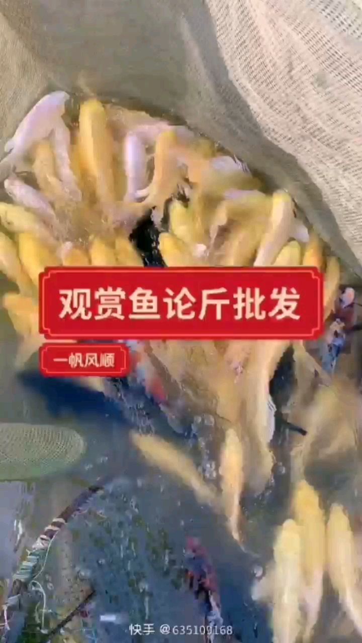 觀賞魚都論斤賣了