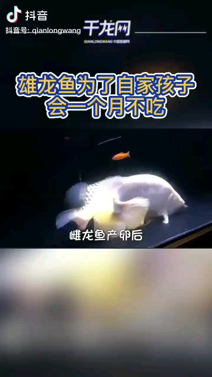 深圳觀賞魚市場一夫一妻制還是很專一的