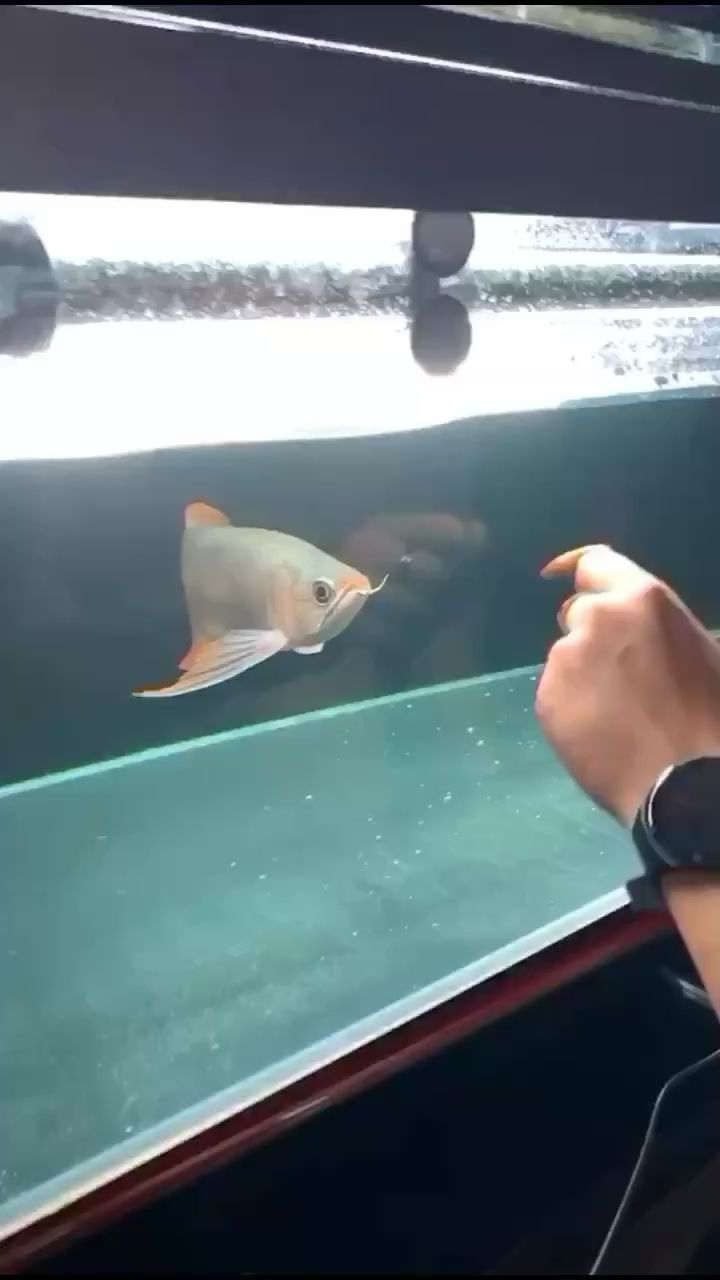 黔西南布依族苗族自治州水族館紅龍