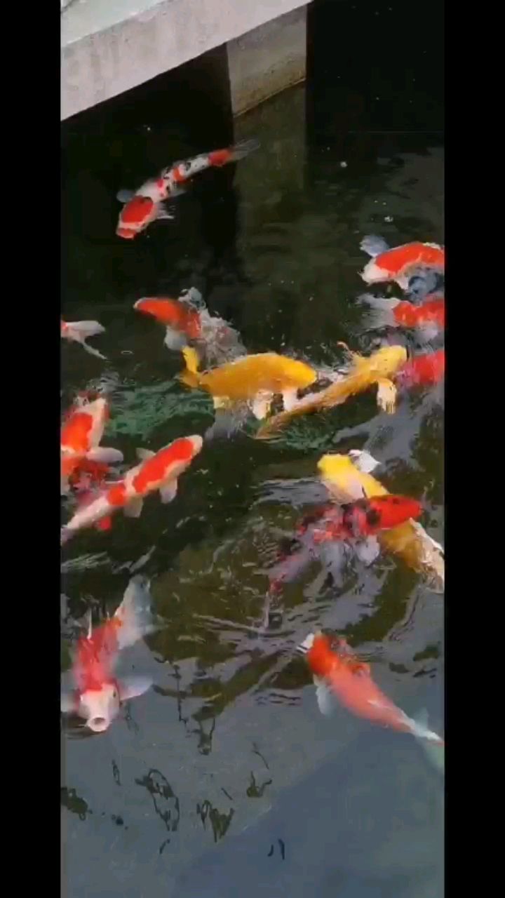 金昌水族館喂喂食